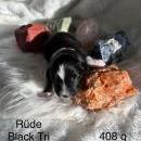 Welpen von Leeloo und Ray 7.1.26