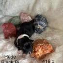 Welpen von Leeloo und Ray 7.1.26