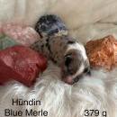 Welpen von Leeloo und Ray 7.1.26